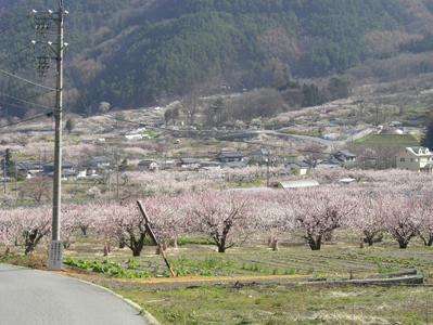 あんずの花