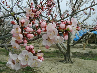 あんずの花_1